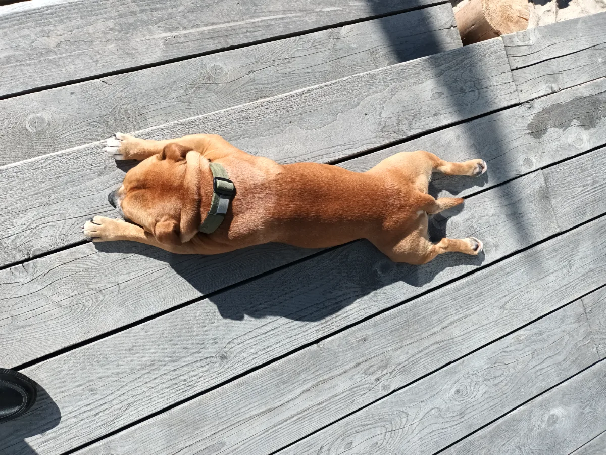 Vinni sunbathing