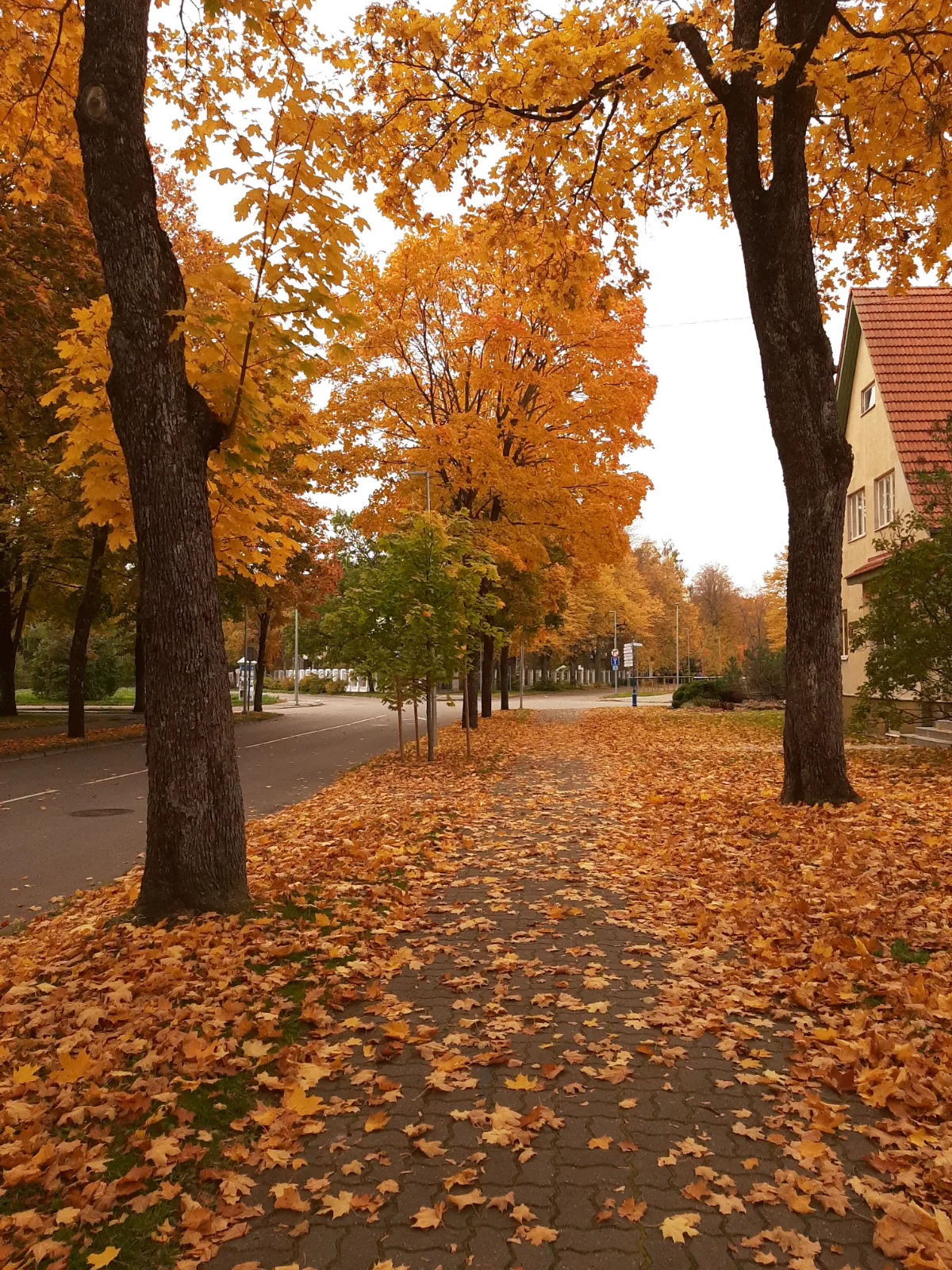 Vallikäär park, autumn