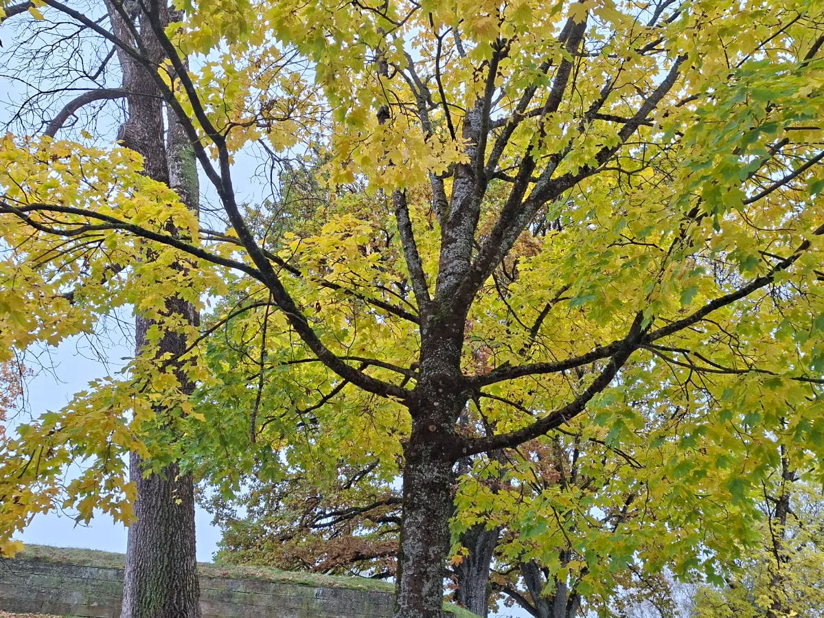 Autumn