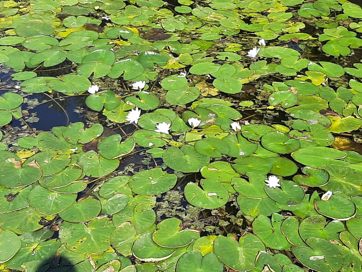 Vallikäär park — water lilies